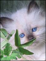 Sire: Playboy of Saen Suay, n x Dame: Kiru's Lady Tibbi-bell, n