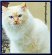 International Champion. Kiru's Roses are Red, redpoint ejer/ owner; 