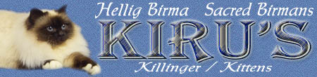 Kiru's Hellig Birma byder velkommen til killingesiden.